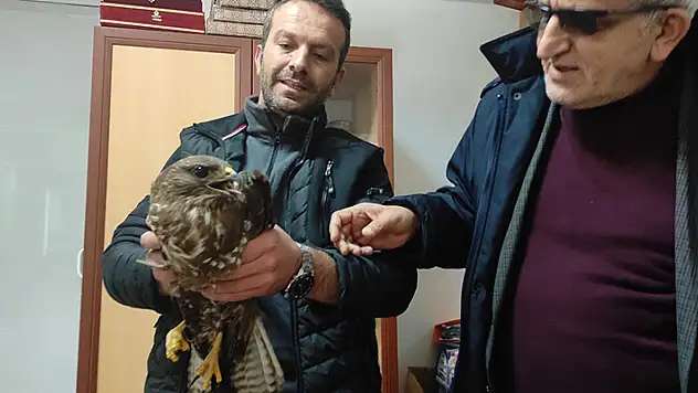 Yaralı kartal tedavisinin ardından doğaya salındı
