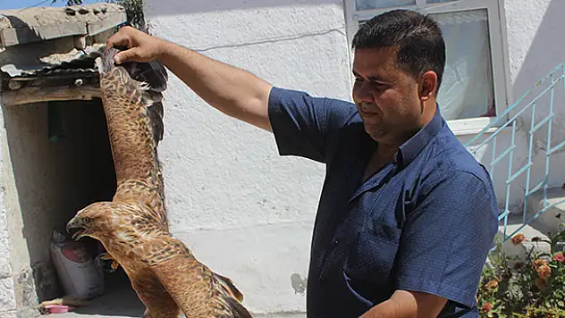 Yaralı kızıl şahin koruma altına alındı