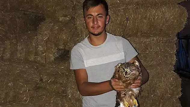 Yaralı kızıl şahin tedavi altına alındı