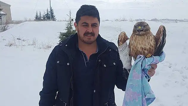 Yaralı kızıl şahine iki arkadaş sahip çıktı