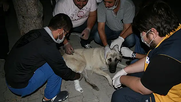 Yaralı köpeğe hastane bahçesinde yardım