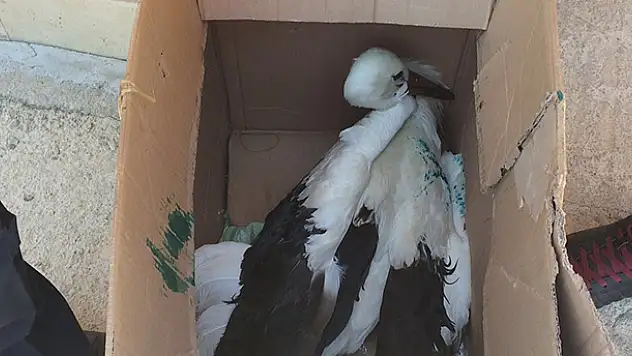 Yaralı leyleğe zabıta ekipleri sahip çıktı