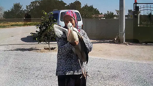 Yaralı leylek koruma altına alındı