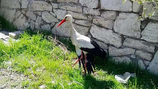 Yaralı leylek koruma altında