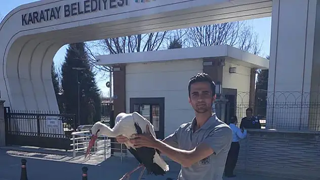 Yaralı leylek yeniden uçabilecek