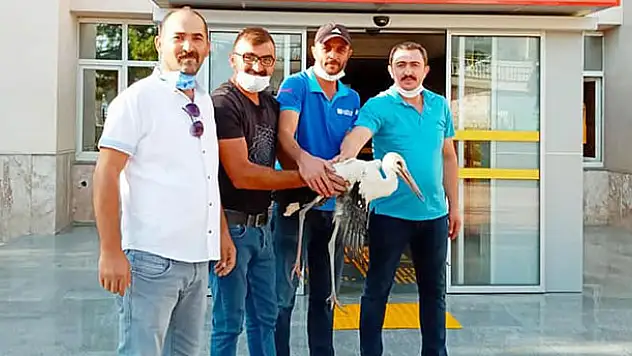 Yaralı olduğu için göç edemeyen leylek tedaviye alındı