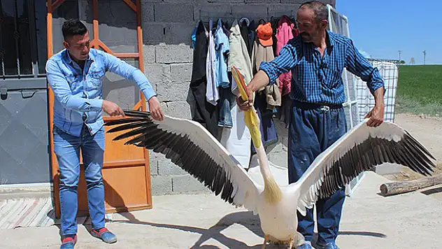 Yaralı pelikan Konya'da tedavi edilecek