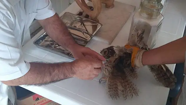Yaralı puhu kuşu tedavi altına alındı
