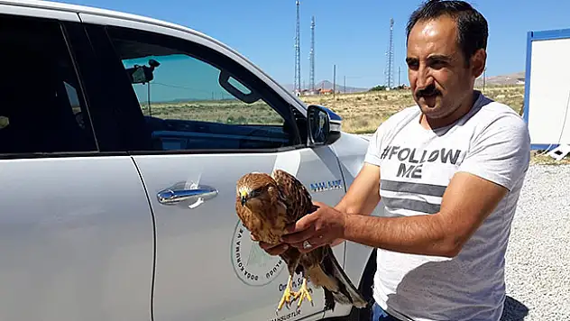 Yaralı şahin tedavi altına alındı