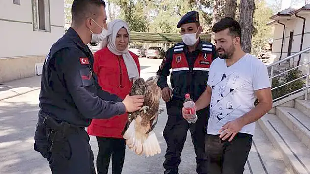 Yaralı şahine jandarma sahip çıktı