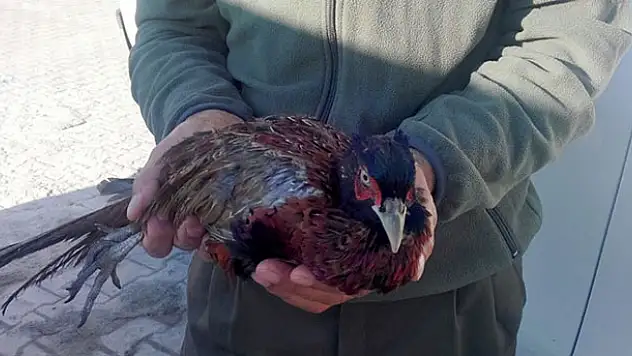 Yaralı sülün koruma altına alındı