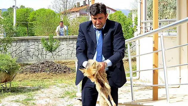 Yaralı tilki tedavi altına alındı