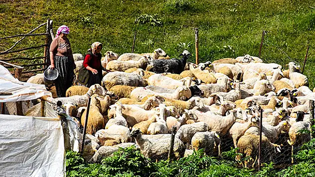 Yarım asırdır aynı yaylaya göçüyorlar
