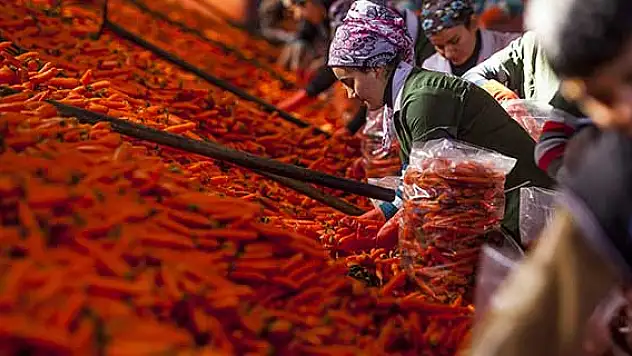 Yarış atlarının turuncu enerjisi Konya'dan