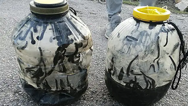 Yasadışı sülük avına 73 bin lira para cezası