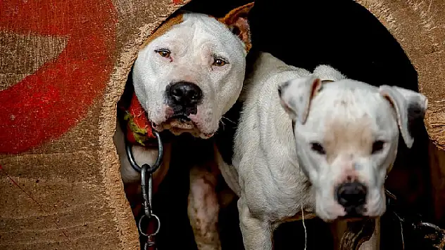 Yasaklı 6 köpek ırkının kayıt altına alınması için yarın son gün
