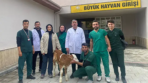 'Yaşamaz' denilen bağırsak hastası buzağıları literatür değiştiren operasyonla hayata bağlıyorlar
