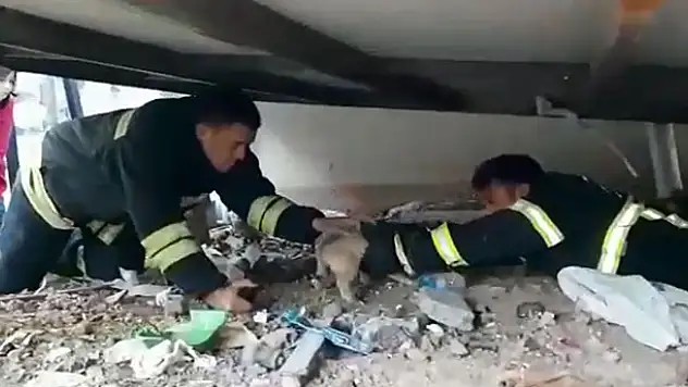 Yavru köpek mahsur kaldığı yerden kurtarılınca annesini emmeye başladı