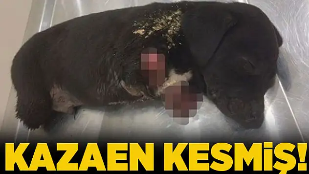 Yavru köpek vahşetinde kepçe operatörü gözaltına alındı