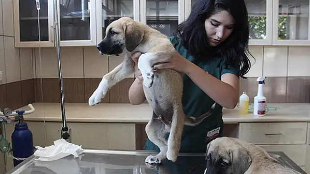 Yavru köpeklere akılalmaz işkence