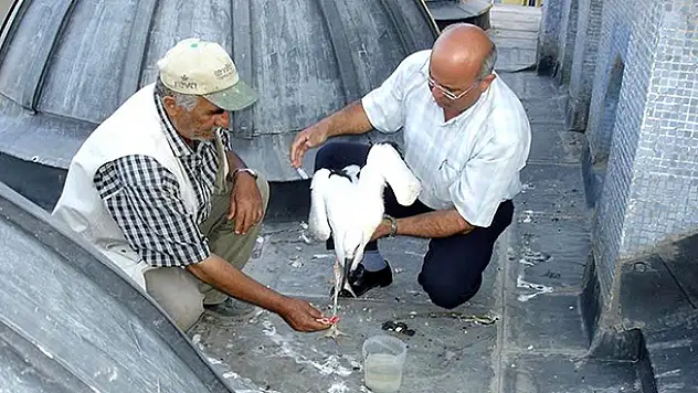 Yavru leyleği itfaiye ekipleri kurtardı
