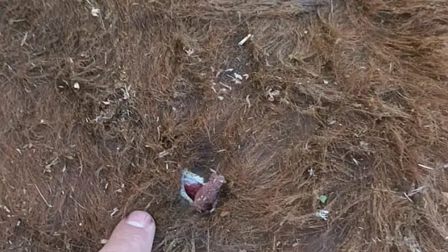 Yayla kavgası: 1 yaralı