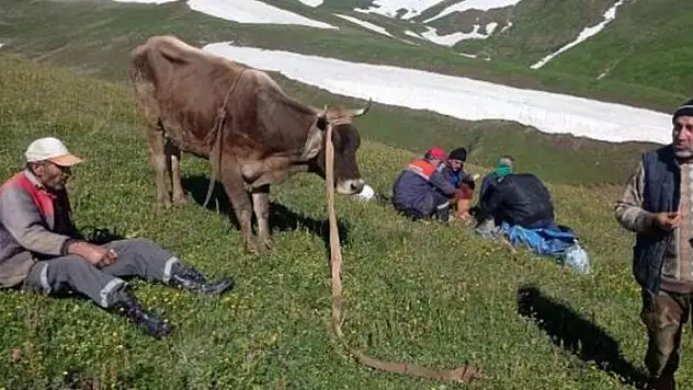 Yaylada kar kütleleri arasında sıkışan inek, 18 saatte kurtarıldı