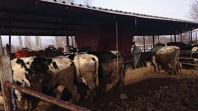 Yem karma makinesine düşerek ağır yaralandı