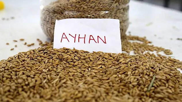 Yeni arpa çeşidi 'Ayhan'dan yüksek verim garantisi