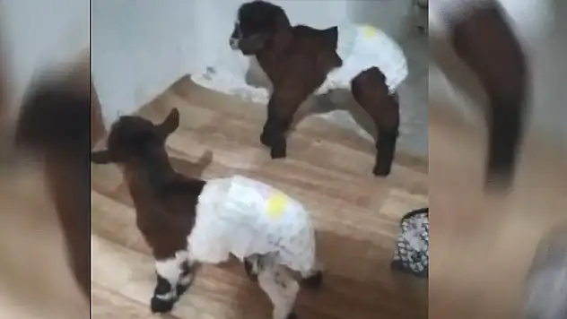 Yeni doğan ikiz oğlaklara, evde bakıyorlar

