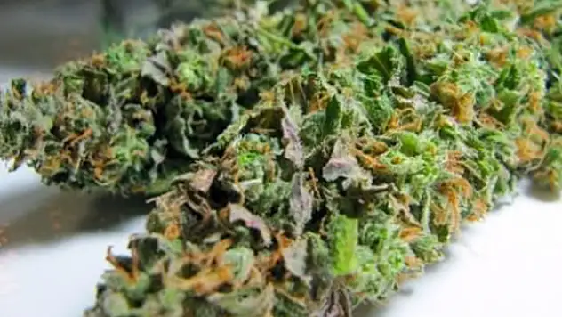 Yeni nesil zehir: Skunk!