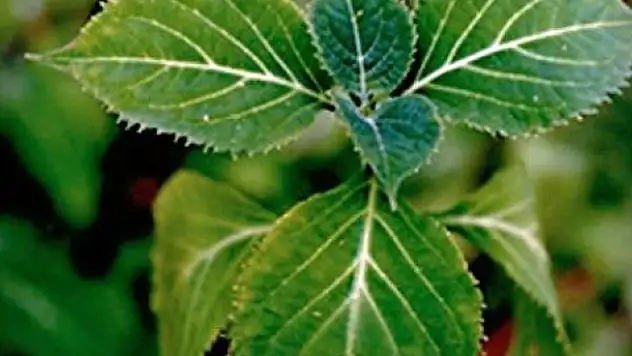 Yeni uyuşturucu 'salvia divinirum' bitkisine dikkat
