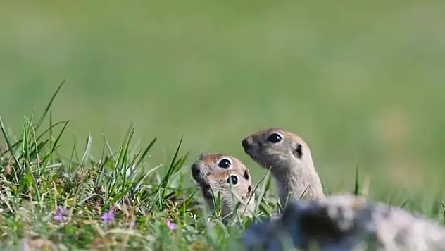Yer sincaplarının drone şaşkınlığı gülümsetti
