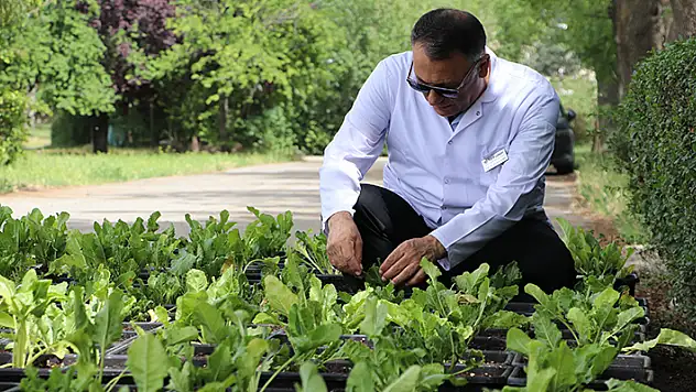 Yerli şeker pancarı tohumunda üretim başladı
