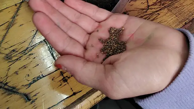 Yerli Tohum Milli Tarım Eğitimlerinden 20 bin 406 öğrenci faydalandı
