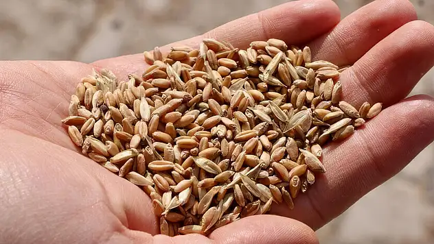 Yerli tohumda 39 çeşit tohum tescillendi