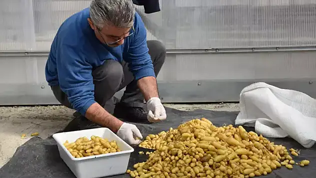Yerli ve milli patates çeşidi elde etmek 12 yıl sürüyor
