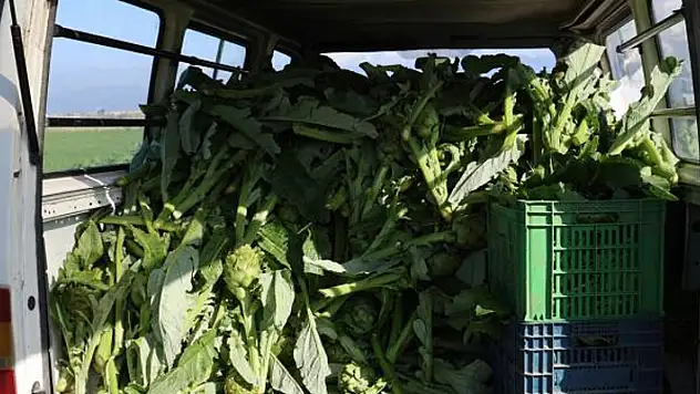 Yeşil elmas 'enginar' tarlada 20, tabakta 400 lira

