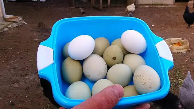 Yeşil yumurtanın tanesi 20 liradan satılıyor
