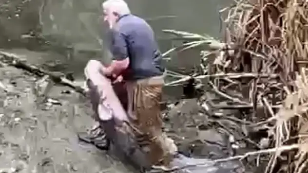 Yeşilırmak'ta boyu kadar balığı böyle yakaladı