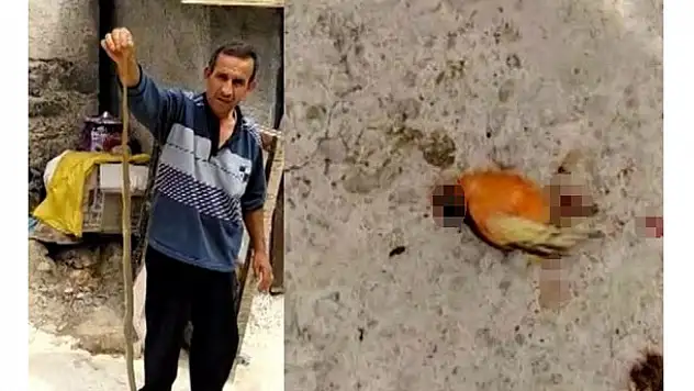 Yılan civcivleri ve kanaryaları yuttu