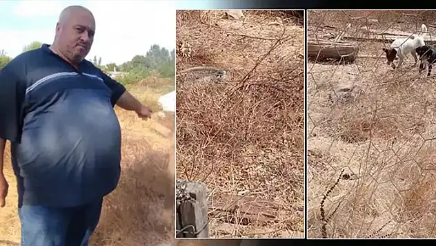 Yılanın videosunu çekmek istedi, büyük şok yaşadı
