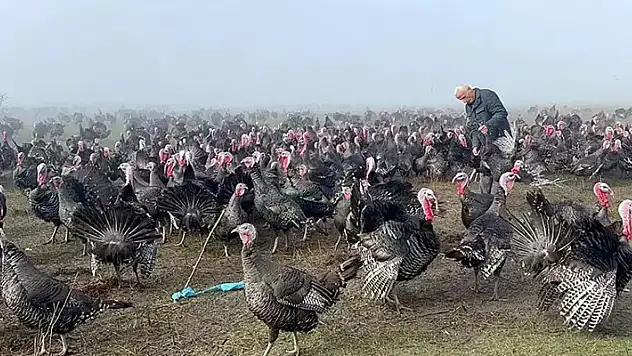 Yılbaşı hindisinin kilosu 350 lira
