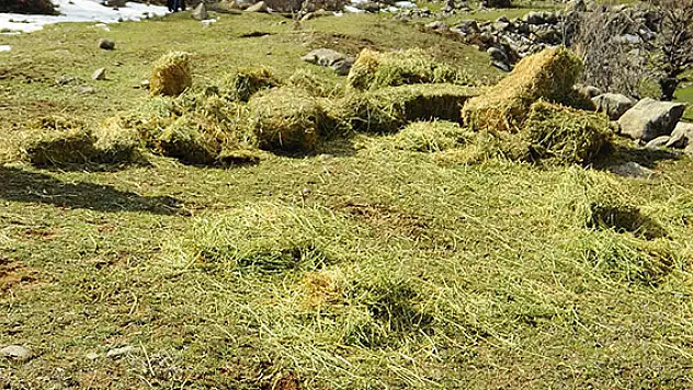 Yılkı atları için doğaya yonca bırakıldı