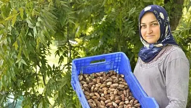 Yıllar önce ABD'den getirildi! Kilosu 40 lira...