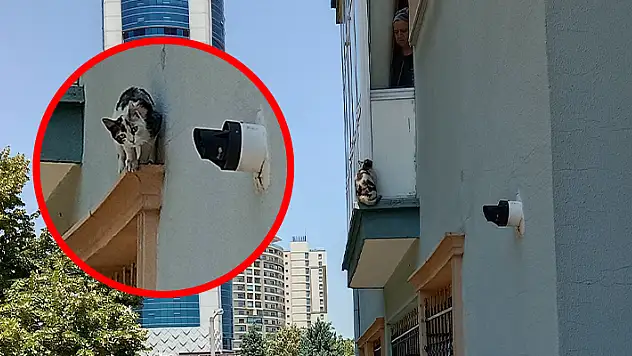 Yiyecek almak için balkona çıkan kedinin akrobatlara şapka çıkartan görüntüsü