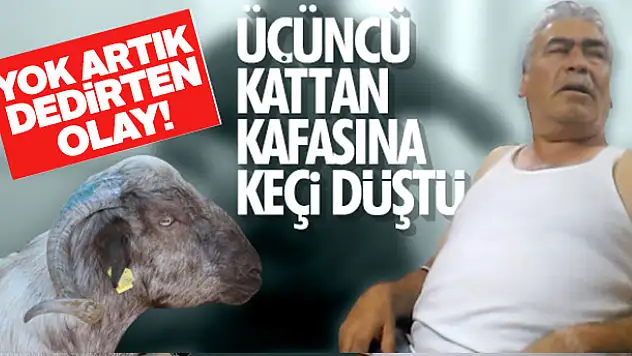 Yok artık dedirten olay! 3'üncü kattan üzerine keçi düştü