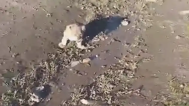 Yol kenarına yavru aslan bırakıldığı ihbarı, jandarmayı harekete geçirdi


