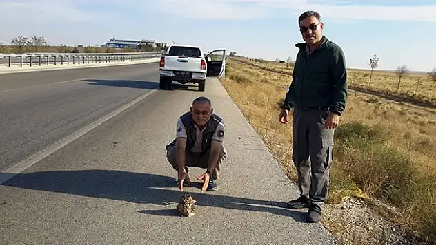 Yola çıkan uçamayan puhu kuşunu ezilmekten kurtardılar