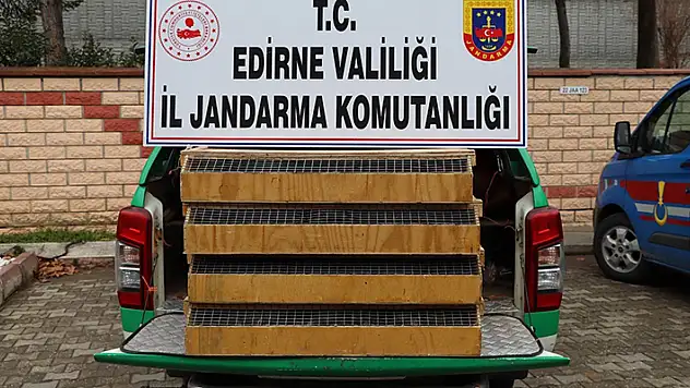 Yolcu otobüsünde 589 kuş ele geçirildi: Sürücüye 4 milyon lira ceza kesildi

